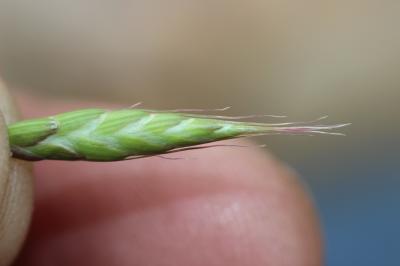 Brome raboteux Bromus squarrosus L., 1753