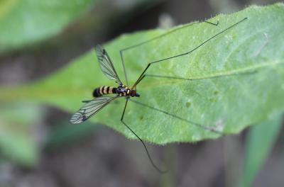  Nephrotoma crocata (Linnaeus, 1758)