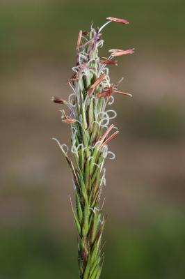 Flouve odorante Anthoxanthum odoratum L., 1753