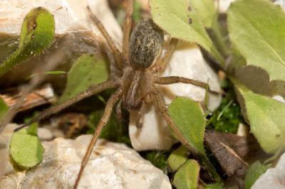  Eratigena agrestis (Walckenaer, 1802)