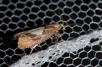  Epinotia solandriana (Linnaeus, 1758)