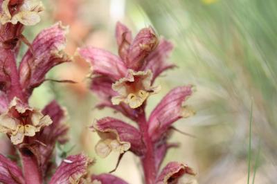 Orobanche du thym, Orobanche blanche Orobanche alba Stephan ex Willd., 1800