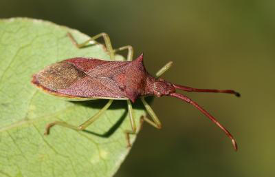  Gonocerus insidiator (Fabricius, 1787)