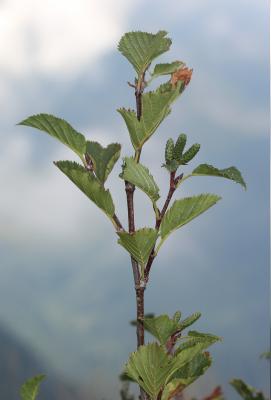 Aulne vert Alnus alnobetula subsp. alnobetula (Ehrh.) K.Koch, 1872