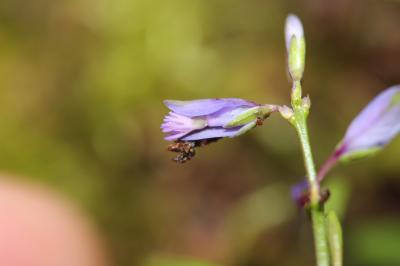 Polygale alpestre, Polygala alpestre Polygala alpestris Rchb., 1823