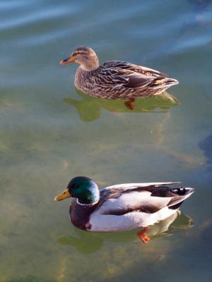 Canard colvert Anas platyrhynchos Linnaeus, 1758