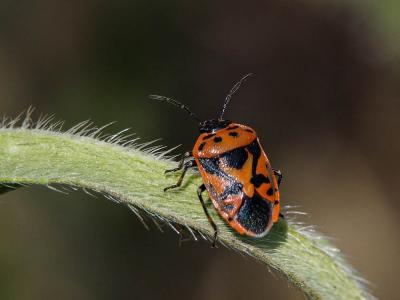  Eurydema ornata (Linnaeus, 1758)