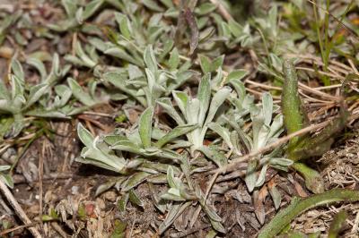 Patte de chat, Pied de chat dioïque, Gnaphale dioï Antennaria dioica (L.) Gaertn., 1791