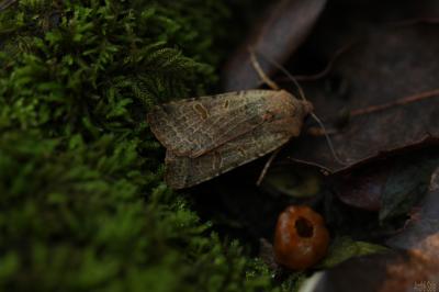 Xanthie cannellée (La) Agrochola lychnidis (Denis & Schiffermüller, 1775)