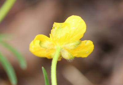 Renoncule à tête d'or, Renoncule Tête-d'or Ranunculus auricomus L., 1753