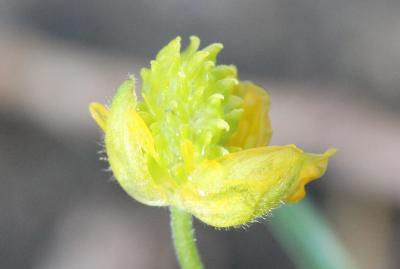 Renoncule à tête d'or, Renoncule Tête-d'or Ranunculus auricomus L., 1753