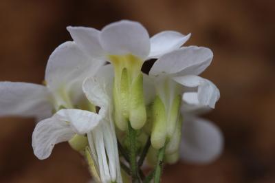 Arabette du Caucase, Corbeille d'argent Arabis caucasica Willd. ex Schltdl., 1813