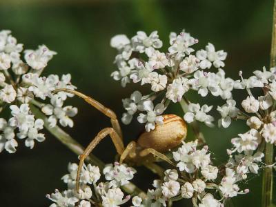 Thomise rayé Runcinia grammica (C.L. Koch, 1837)