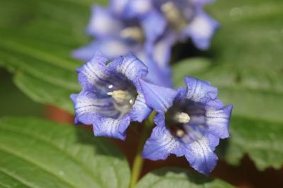 Gentiane asclépiade, Gentiane à feuilles d'Asclépi Gentiana asclepiadea L., 1753