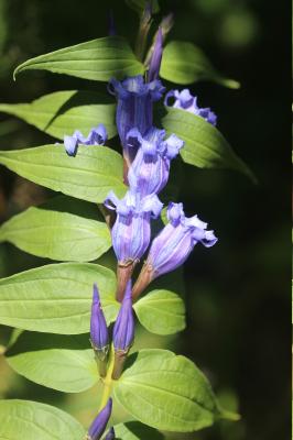 Gentiane asclépiade, Gentiane à feuilles d'Asclépi Gentiana asclepiadea L., 1753