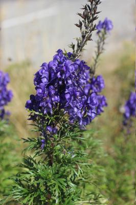 Aconit napel, Casque Aconitum napellus L., 1753