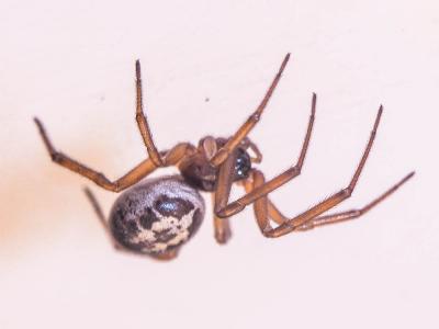  Steatoda nobilis (Thorell, 1875)