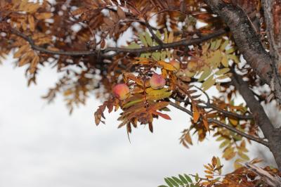 Cormier, Sorbier domestique Sorbus domestica L., 1753