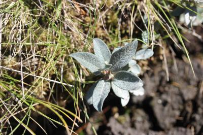 Saule des Pyrénées Salix pyrenaica Gouan, 1773