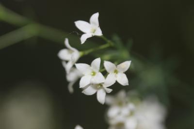 Gaillet glauque Galium glaucum L., 1753