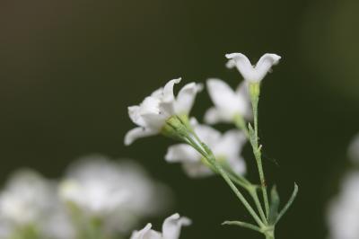 Gaillet glauque Galium glaucum L., 1753