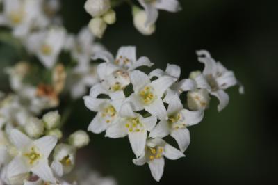 Gaillet glauque Galium glaucum L., 1753