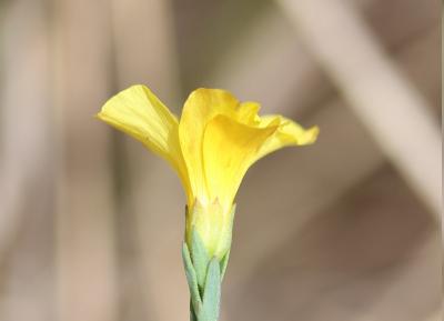 Lin maritime Linum maritimum L., 1753