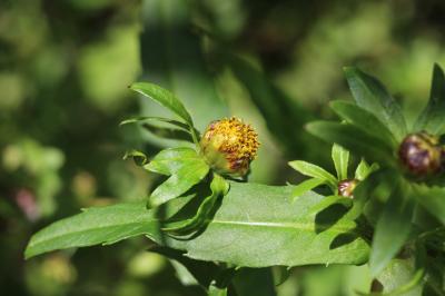 Bident penché, Chanvre d'eau penché Bidens cernua L., 1753