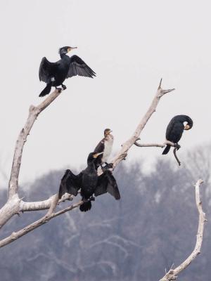 Grand Cormoran Phalacrocorax carbo sinensis (Shaw & Nodder, 1801)