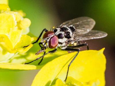  Anthomyia Meigen, 1803