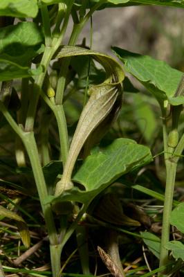 Aristoloche pâle Aristolochia pallida Willd., 1805