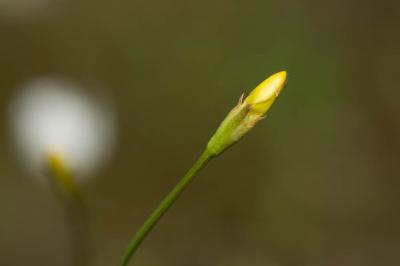 Cicendie filiforme Cicendia filiformis (L.) Delarbre, 1800