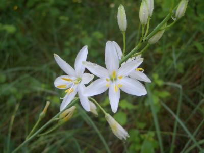 Phalangère à fleurs de lys, Phalangère petit-lis,  Anthericum liliago L., 1753