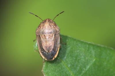  Neottiglossa bifida (A. Costa, 1847)