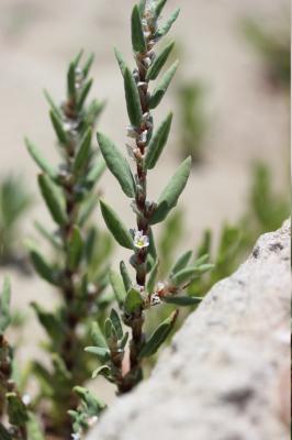 Renouée maritime Polygonum maritimum L., 1753