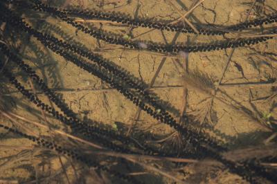 Crapaud calamite Epidalea calamita (Laurenti, 1768)