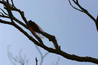 Cigale rouge (la) Tibicina haematodes (Scopoli, 1763)