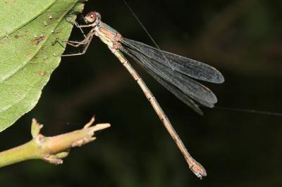 Leste vert Chalcolestes viridis (Vander Linden, 1825)