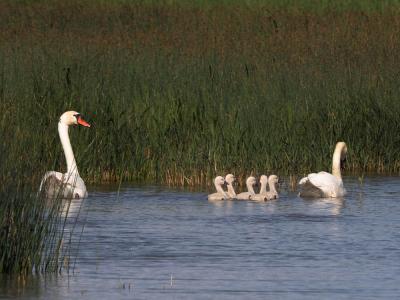 Cygne tuberculé Cygnus olor (Gmelin, 1803)