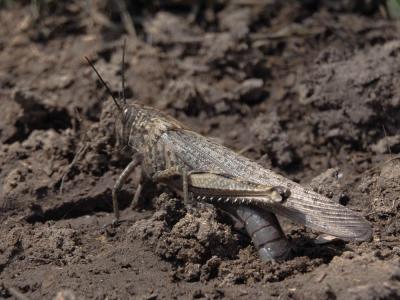 Criquet égyptien Anacridium aegyptium (Linnaeus, 1764)