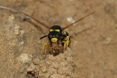  Paragymnomerus spiricornis (Spinola, 1808)