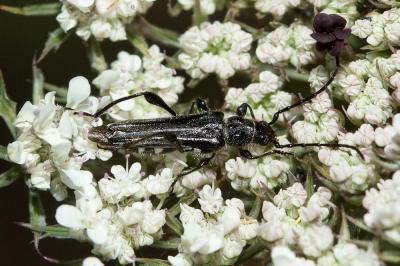 Sténoptère noir Stenopterus ater (Linnaeus, 1767)