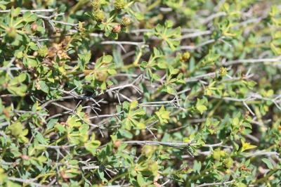 Euphorbe épineuse Euphorbia spinosa L., 1753