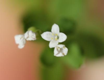 Aspérule lisse Asperula laevigata L., 1767