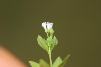 Aspérule lisse Asperula laevigata L., 1767