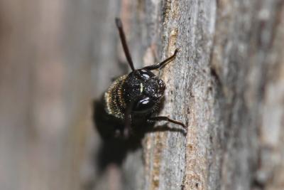  Sapygina decemguttata (Jurine, 1807)