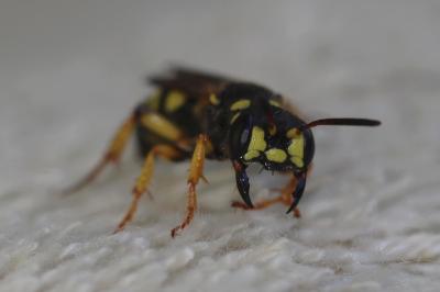  Cerceris arenaria (Linnaeus, 1758)