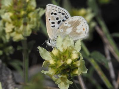 Azuré de l'Androsace (L') Agriades pyrenaica (Boisduval, 1840)