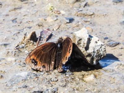 Moiré cantabrique (Le),  Moiré de Lefèbvre (Le) Erebia lefebvrei (Boisduval, 1828)