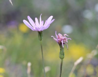 Scorzonère pourpre Podospermum purpureum (L.) W.D.J.Koch & Ziz